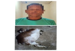 Curi Kambing Tetangga, Seorang Warga Lamtim Ditangkap Polisi 